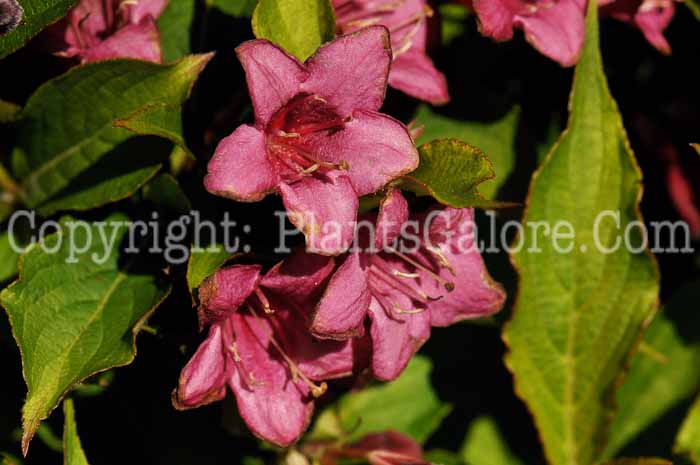 PGC-S-Weigela-florida-Beth-02