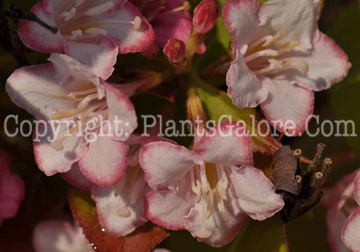 PGC-S-Weigela-florida-Courtalo-02
