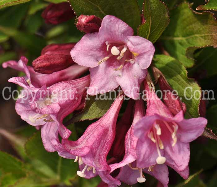PGC-S-Weigela-florida-Minuet-02