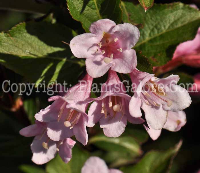 PGC-S-Weigela-florida-Minuet-08