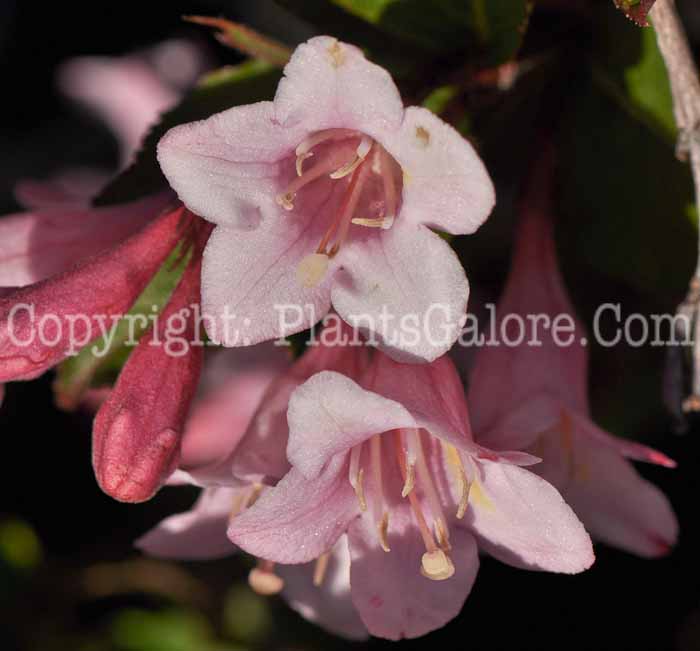 PGC-S-Weigela-florida-Polka-01