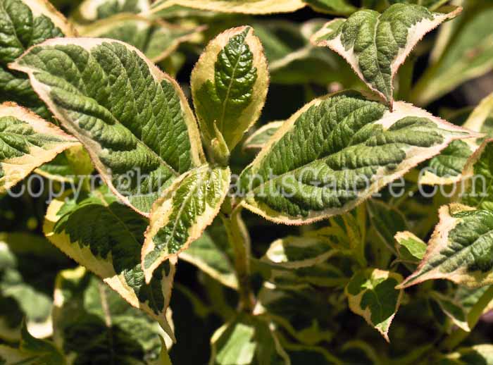 PGC-S-Weigela-florida-Variegata-04