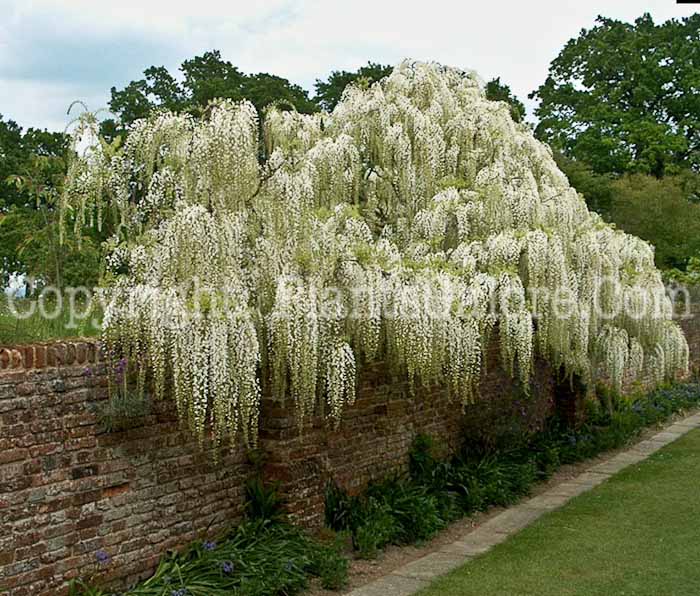 PGC-V-Wisteria-sinensis-aka-Chinese-Wisteria-1