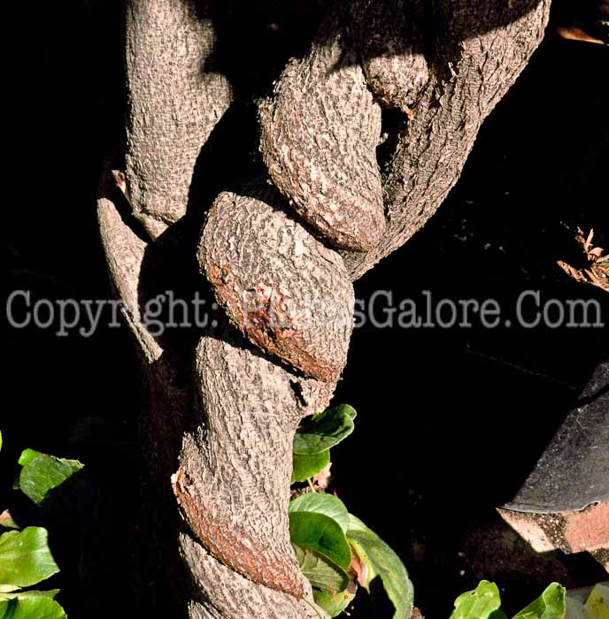 PGC-V-Wisteria-sinensis-aka-Chinese-Wisteria-11