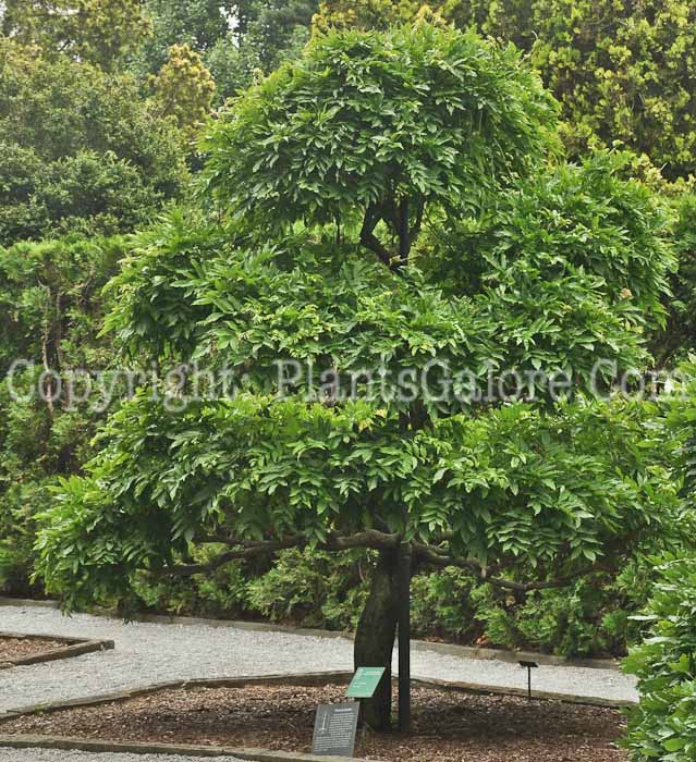 PGC-V-Wisteria-sinensis-aka-Chinese-Wisteria-13
