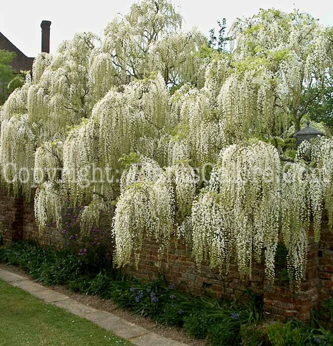 PGC-V-Wisteria-sinensis-aka-Chinese-Wisteria-15