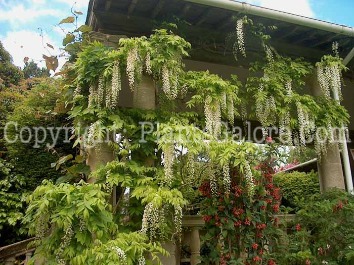 PGC-V-Wisteria-sinensis-aka-Chinese-Wisteria-2