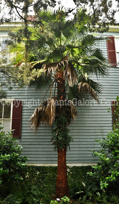 PGC-T-Washingtonia-robusta-aka-Mexican-Fan-Palm-or-Washingtonia-Palm-4