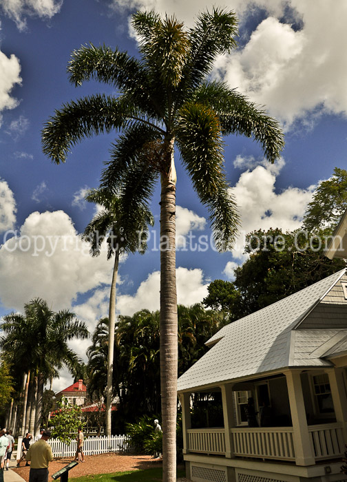 PGC-T-Wodyeti-bifurcata-aka-Foxtail-Palm-2013-2