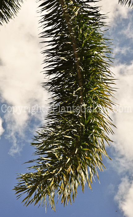 PGC-T-Wodyeti-bifurcata-aka-Foxtail-Palm-2013-4