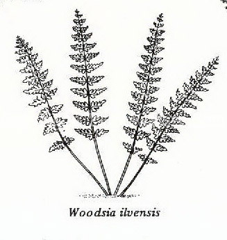 PGC-F-Woodsia-ilvensis-kjk-2010