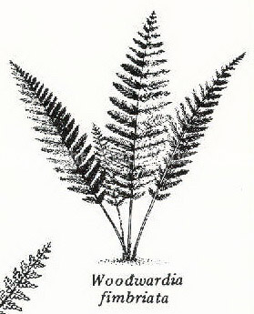 PGC-F-Woodwardia-fimbriata-kjk-2010