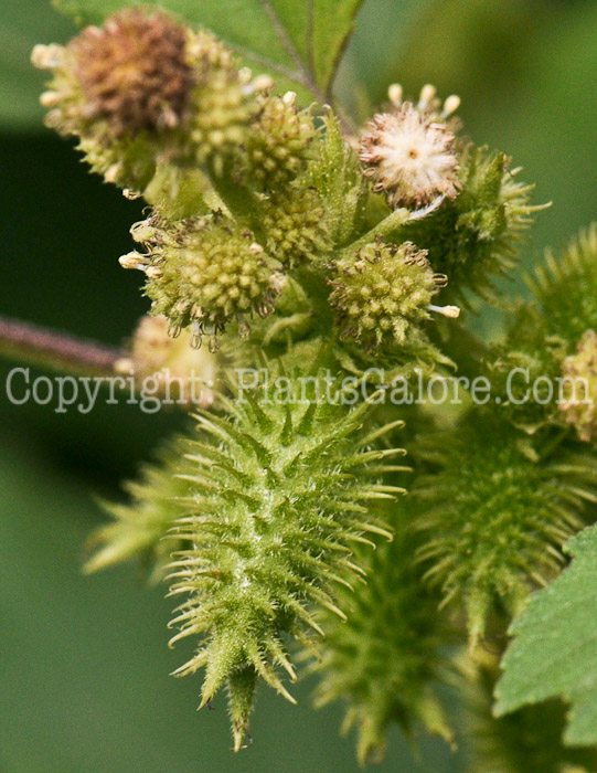 PGC-A-Xanthium-strumarium-aka-Cocklebur-8