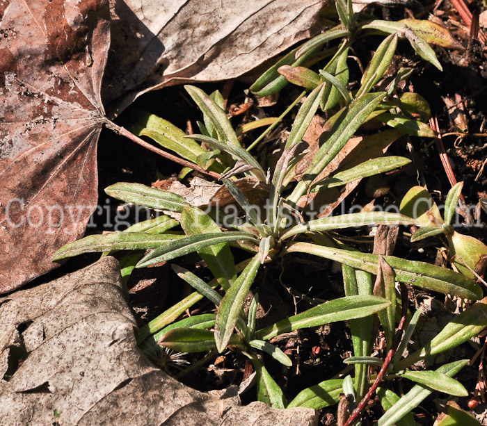 PGC-P-Xeranthemum-annuum-aka-Immortelle-2013-2