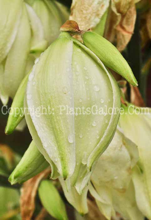 PGC-P-Yucca-filementosa-aka-Yucca-613-4