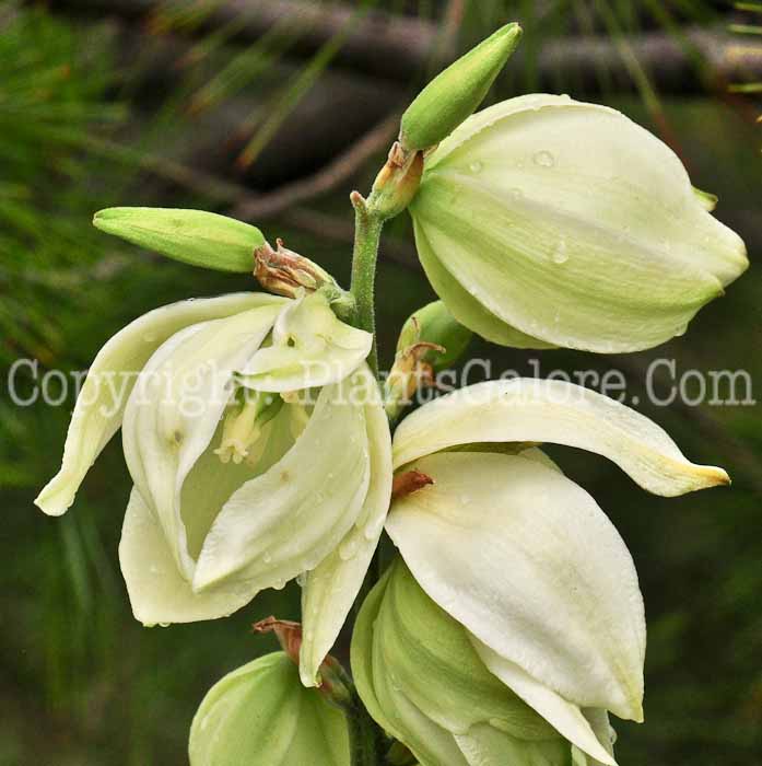 PGC-P-Yucca-filementosa-aka-Yucca-613-5