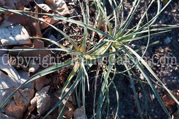 PGC-P-Yucca-glauca-aka-Soapweed-0514-2