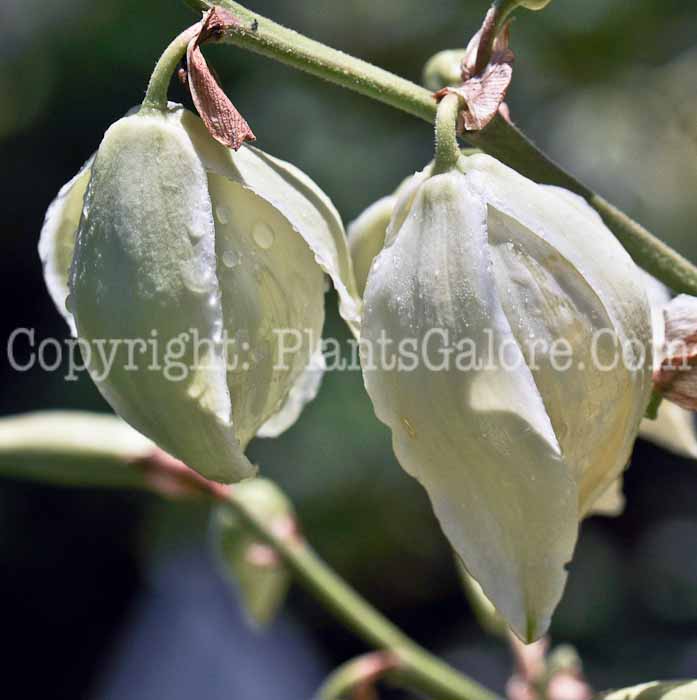 PGC-P-Yucca-glauca-aka-Soapweed-flowers-2