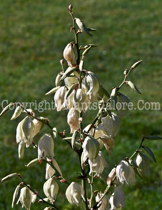 PGC-P-Yucca-glauca-aka-Soapweed-flowers-3
