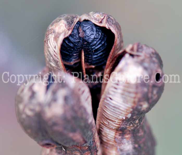 PGC-P-Yucca-glauca-aka-Soapweed-seeds-1