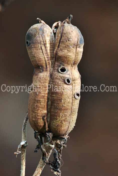 PGC-P-Yucca-glauca-aka-Soapweed-seeds-2