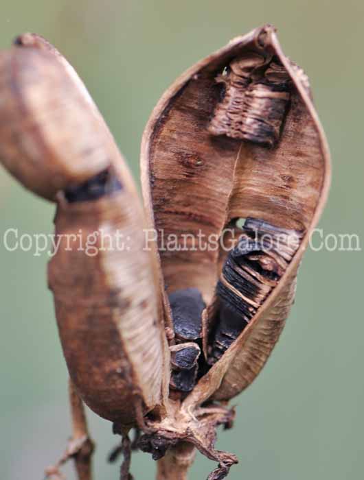 PGC-P-Yucca-glauca-aka-Soapweed-seeds-3