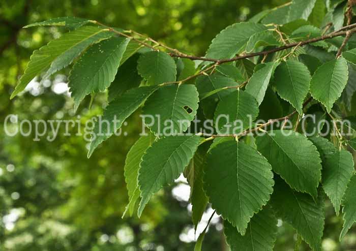 PGC-T-Zelkova-schneideriana-aka-Schnieider-Zelkova-1