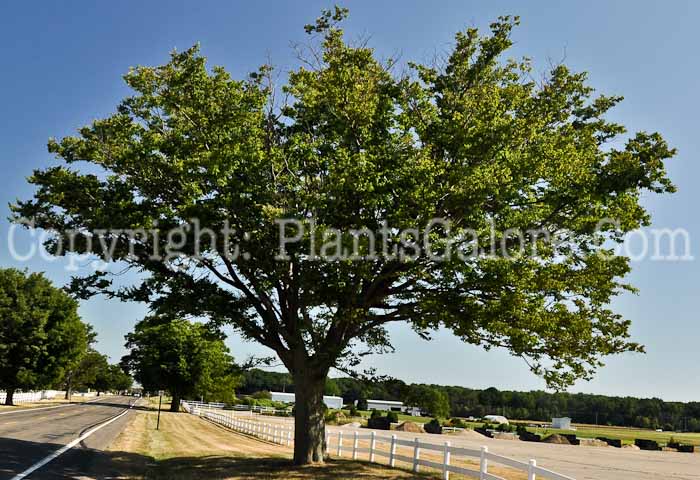 PGC-T-Zelkova-serrata-aka-Japanese-Zelkova-5