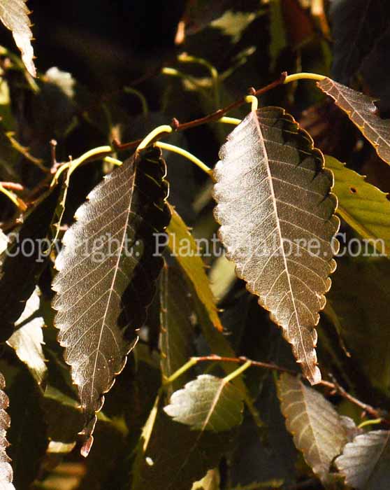 PGC-T-Zelkova-serrata-aka-Japanese-Zelkova-1