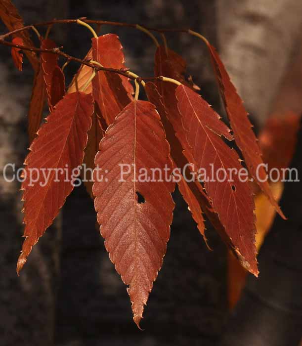 PGC-T-Zelkova-serrata-aka-Japanese-Zelkova-3