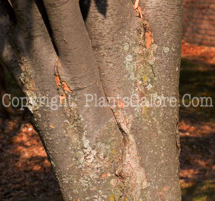 PGC-T-Zelkova-serrata-aka-Japanese-Zelkova-4