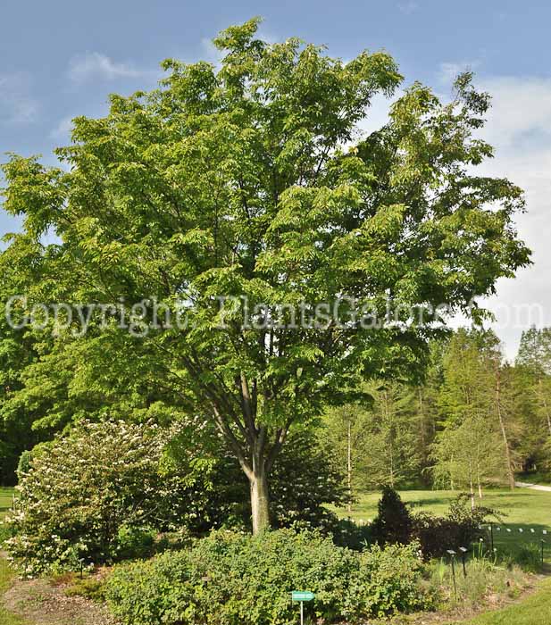 PGC-T-Zelkova-serrata-aka-Japanese-Zelkova-9