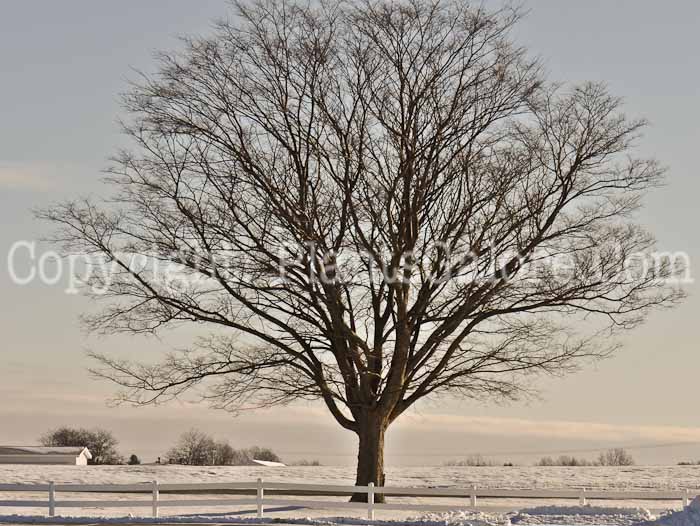 PGC-T-Zelkova-serrata-aka-Zelkova-14-1