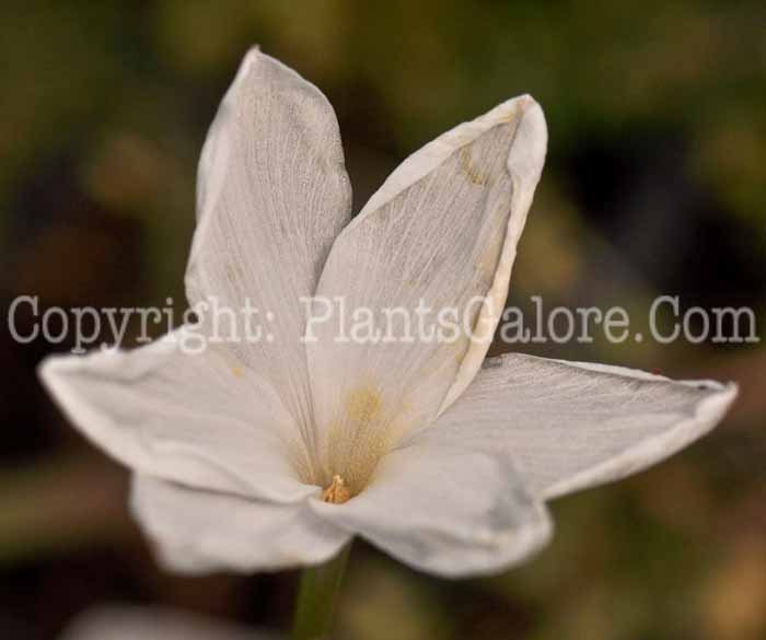 PGC-P-Zephyranthes-drummondii-2012 (2 of 4)