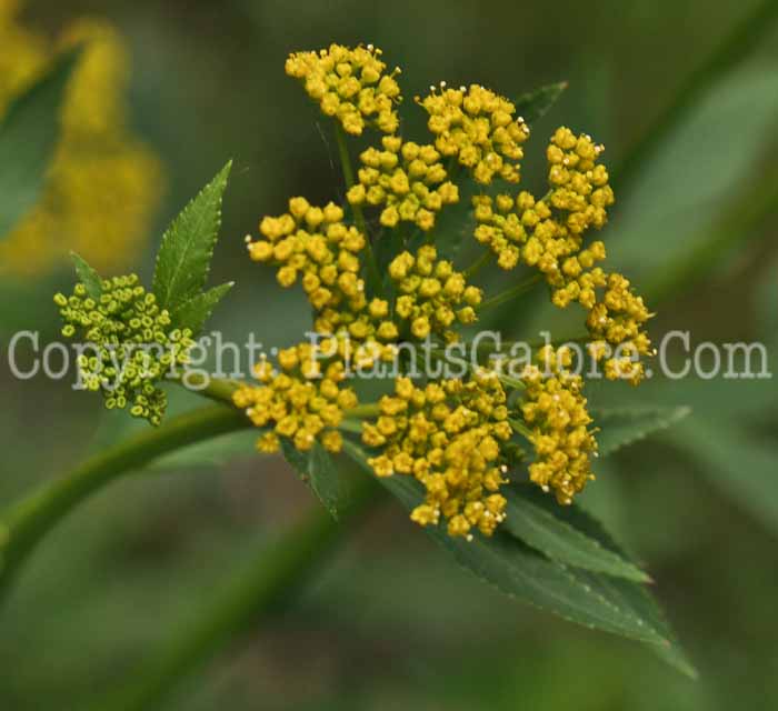 PGC-P-Zizia-aurea-aka-Golden-Alexanders-3