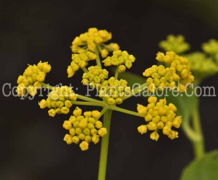 PGC-P-Zizia-aurea-aka-Golden-Alexanders-8