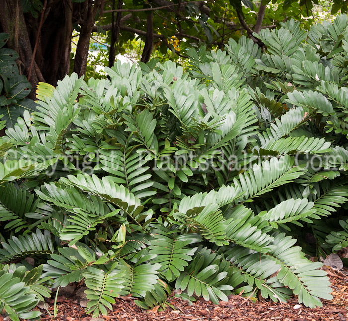 PGC-S-Zamia-furfuracea-aka-Cardboard-Plant-0114-1