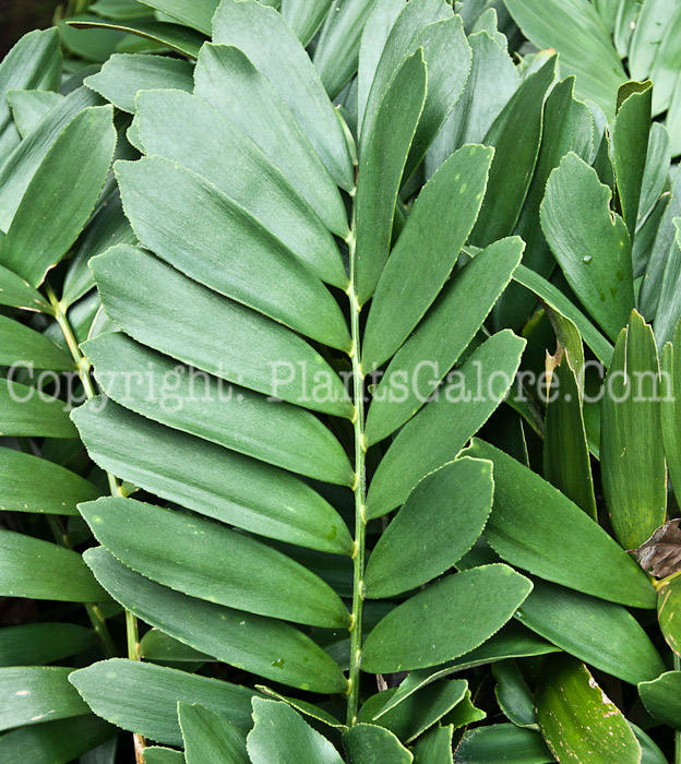 PGC-S-Zamia-furfuracea-aka-Cardboard-Plant-0114-2