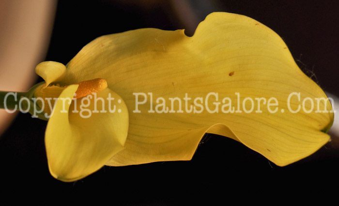 PGC-P-Zantedeschia-aethiopica-California-Gold-aka-Calla-Lily-001