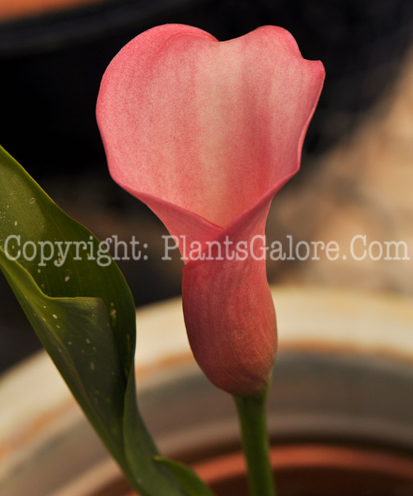 PGC-P-Zantedeschia-aethiopica-Parfait-aka-Calla-Lily-001