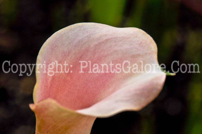 PGC-P-Zantedeschia-aethiopica-Parfait-aka-Calla-Lily-2