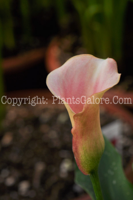 PGC-P-Zantedeschia-aethiopica-Parfait-aka-Calla-Lily-3