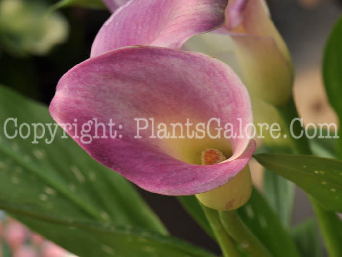 PGC-P-Zantedeschia-aethiopica-Twilight-aka-Calla-Lily-3