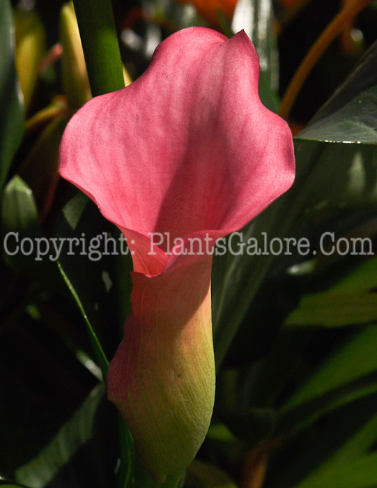 PGC-P-Zantedeschia-aethiopica-aka-Calla-Lily2011-02