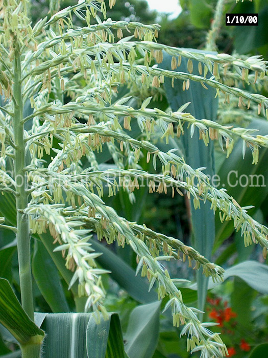 PGC-G-Zea-mays-aka-Corn-or-Maize-tassel-1