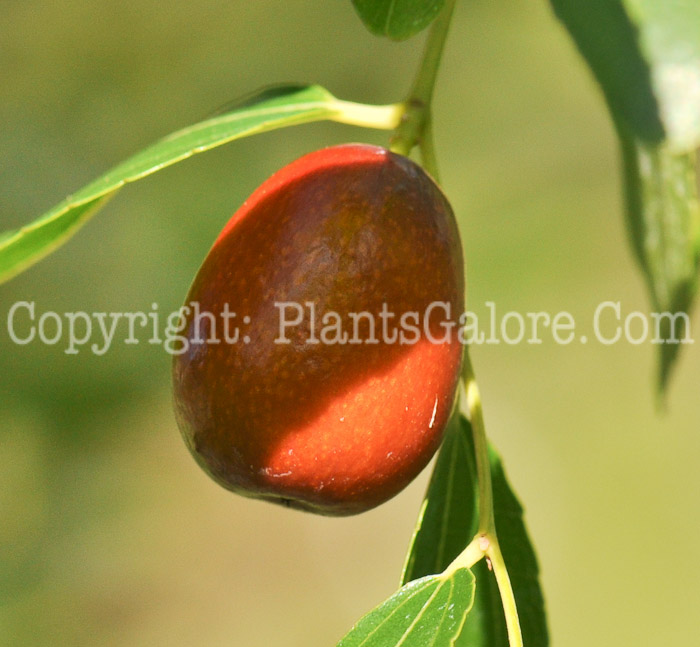 PGC-T-Ziziphus-jujuba-aka-Jujube-fruit-1