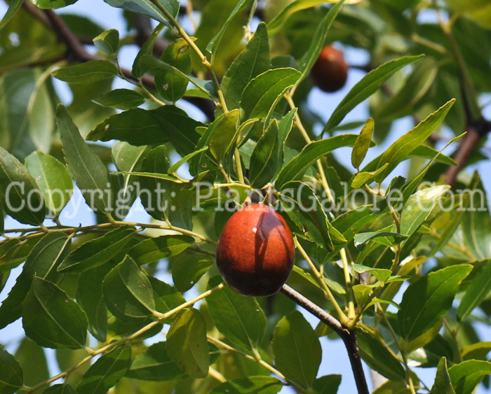 PGC-T-Ziziphus-jujuba-aka-Jujube-fruit-2