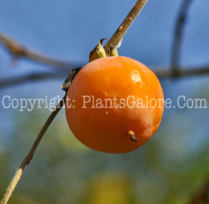 PGC-T-Ziziphus-jujuba-aka-Jujube-fruit-3