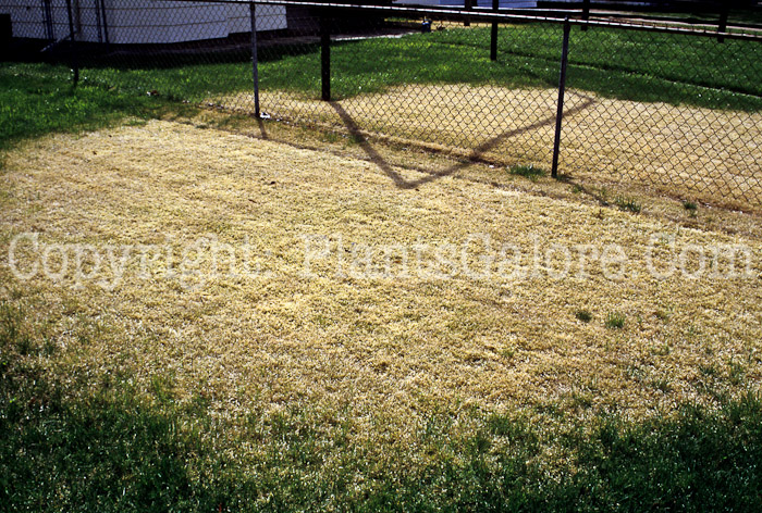 PGC-G-Zoysia-matrella-aka-Zoysiagrass-1