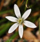 PGC-B-Ornithogalum-umbelatum-5-2010-007